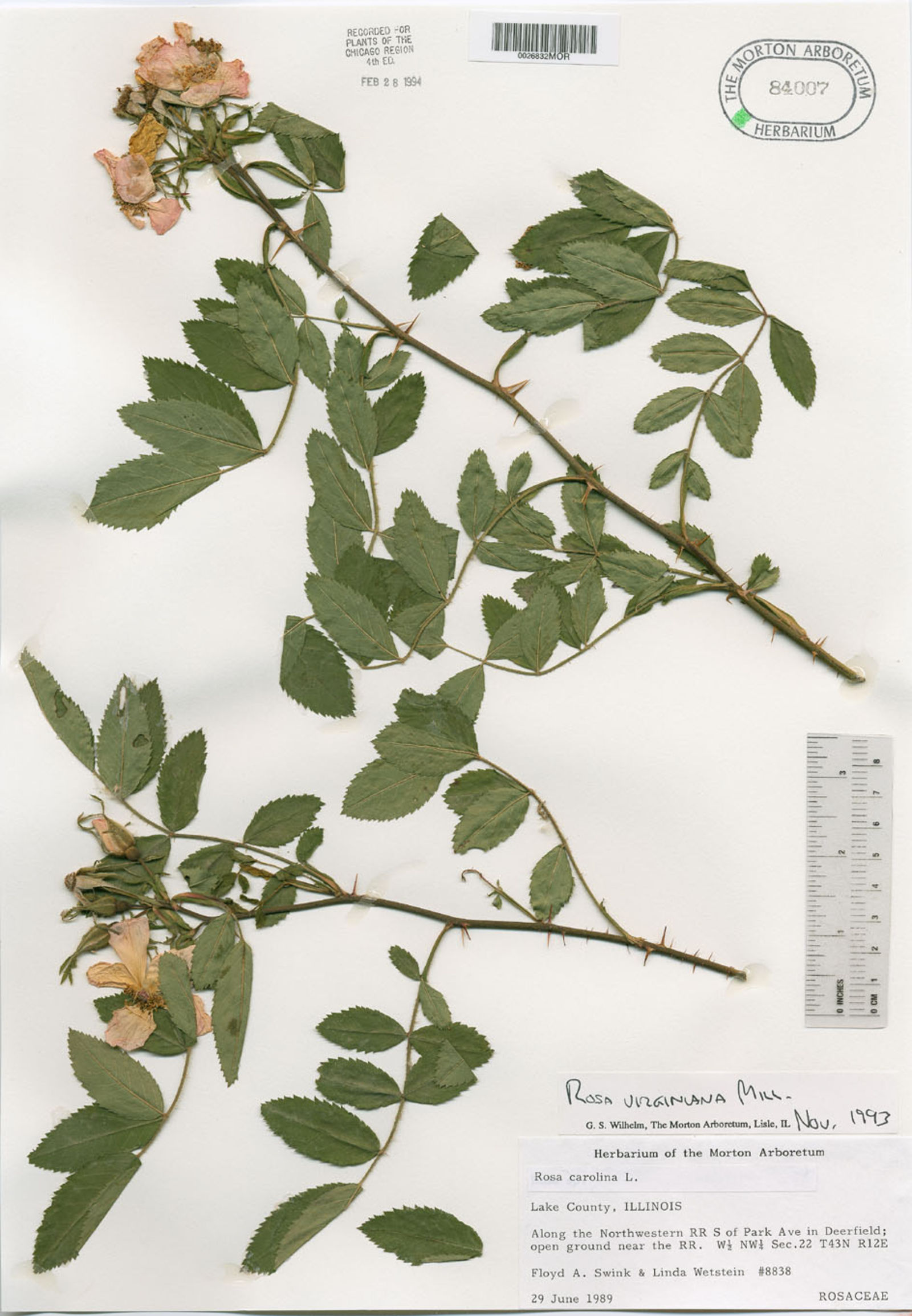 Rosa × medioccidentis image