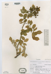 Rosa multiflora image