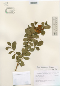 Rosa × medioccidentis image