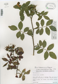 Rosa × medioccidentis image