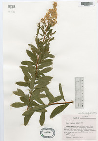 Spiraea alba image