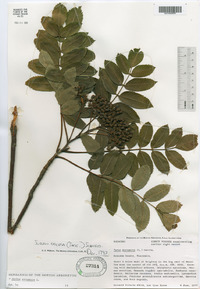 Sorbus decora image