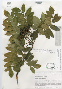 Sorbus decora image