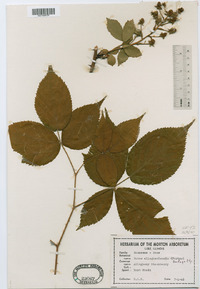 Rubus allegheniensis image