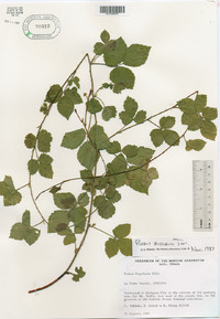 Rubus baileyanus image