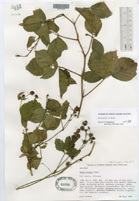 Rubus fulleri image