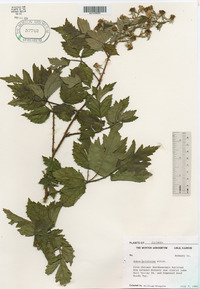 Rubus laciniatus image