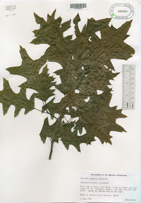 Quercus palustris image