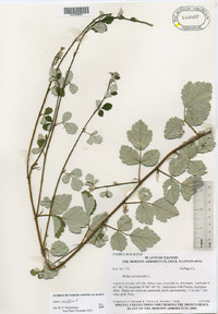 Rubus parvifolius image