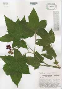 Rubus odoratus image