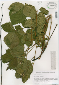 Rubus wheeleri image