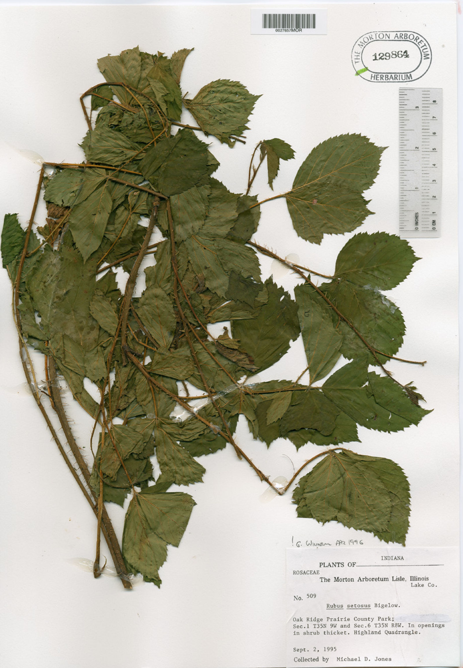 Rubus wheeleri image