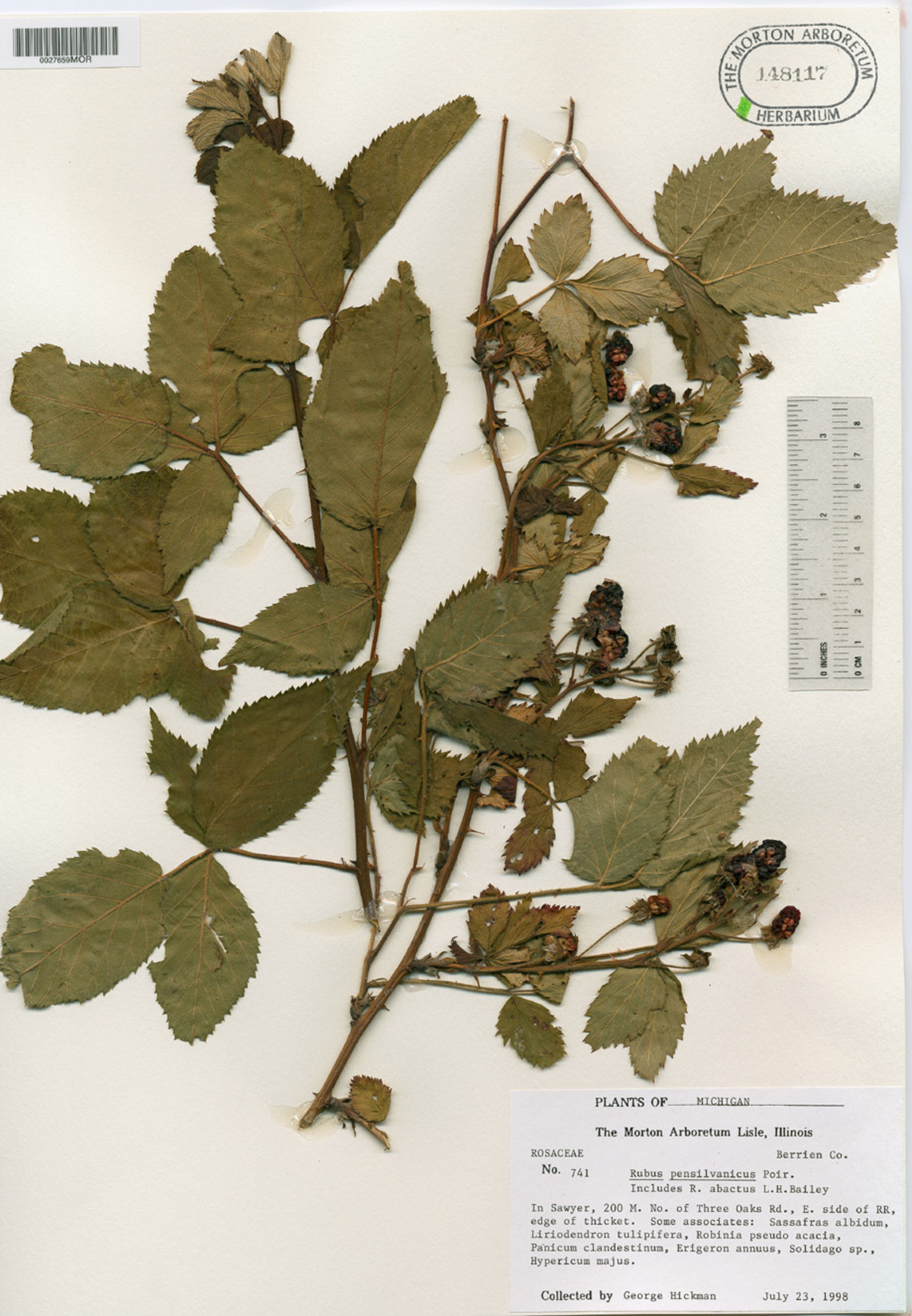 Rubus bellobatus image