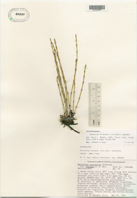 Equisetum nelsonii image