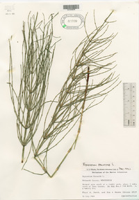 Equisetum palustre image