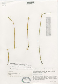 Equisetum trachyodon image