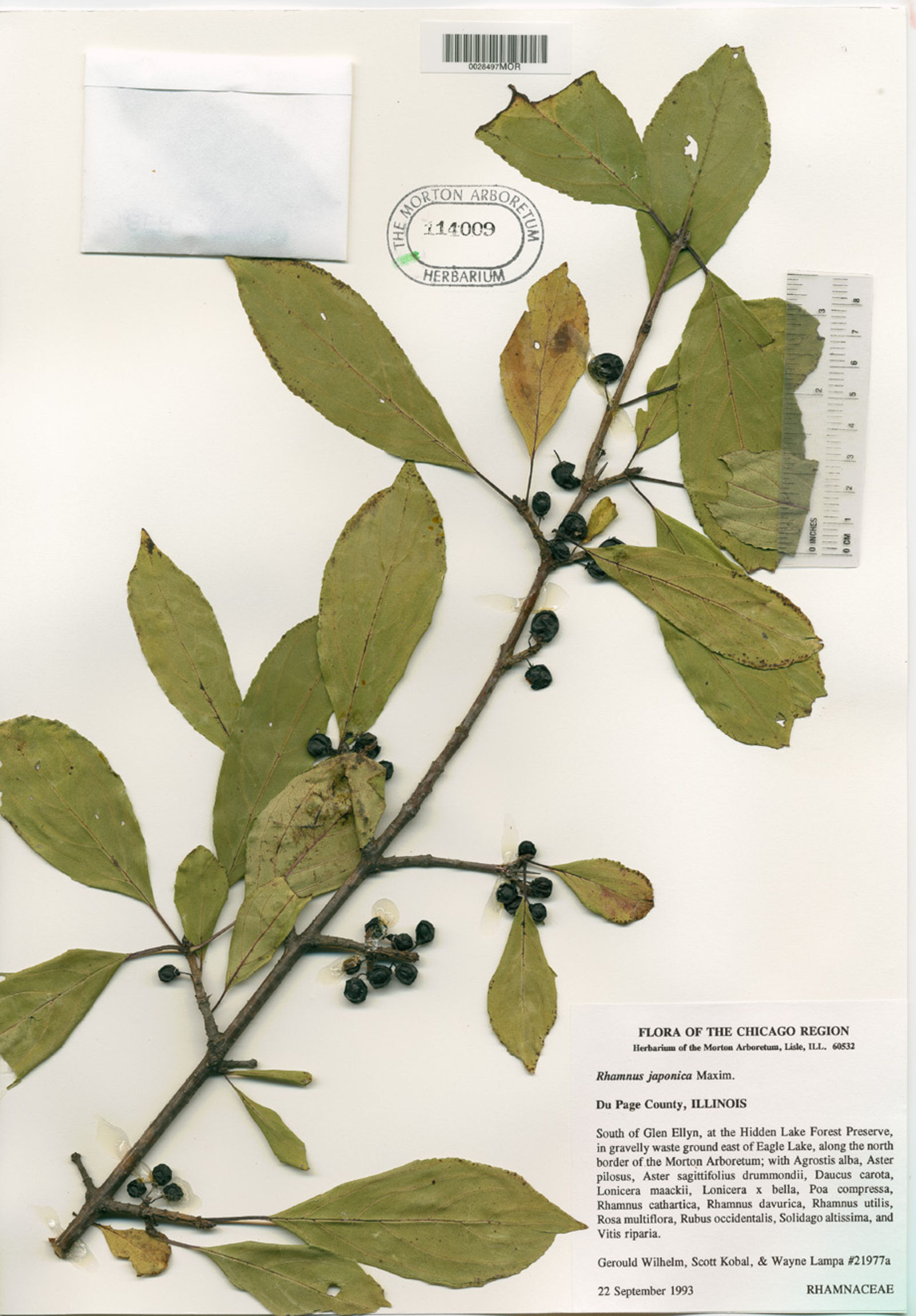 Rhamnus japonica image