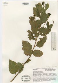 Ceanothus americanus image