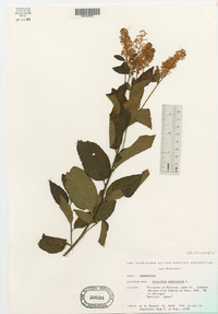 Ceanothus americanus image