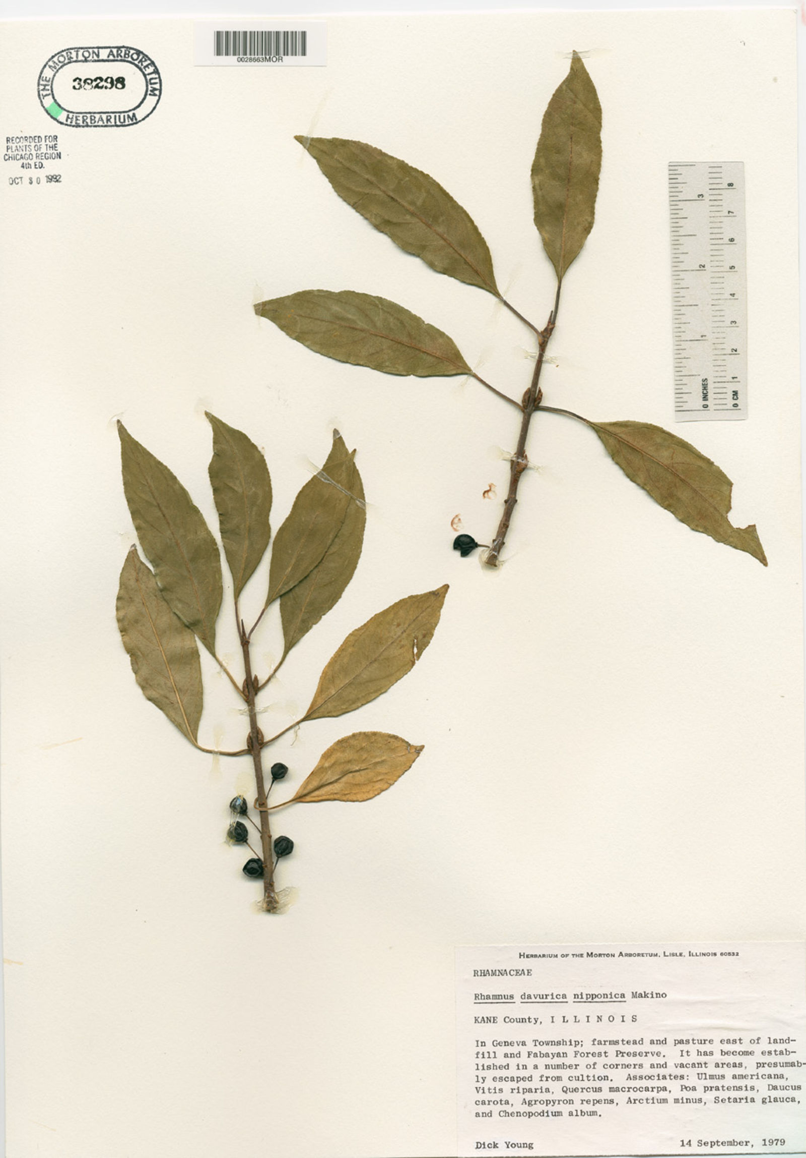 Rhamnus davurica var. nipponica image