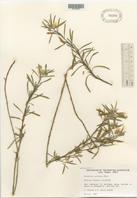 Oenothera serrulata image