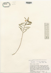 Oenothera serrulata image