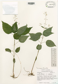 Circaea canadensis image