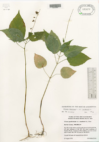 Circaea canadensis image