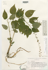 Circaea canadensis image