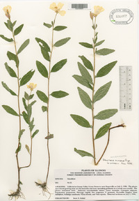 Oenothera pilosella image