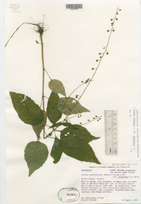 Circaea canadensis image