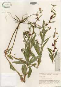 Ludwigia alternifolia image