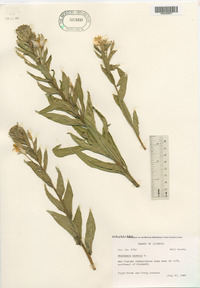 Oenothera villosa image