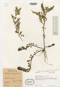 Ludwigia polycarpa image