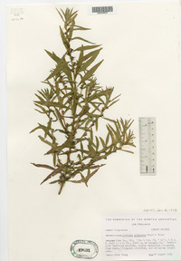 Ludwigia polycarpa image