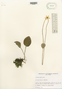 Parnassia glauca image