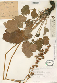 Heuchera richardsonii image