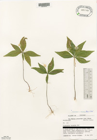 Trientalis borealis image