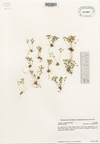 Androsace occidentalis image