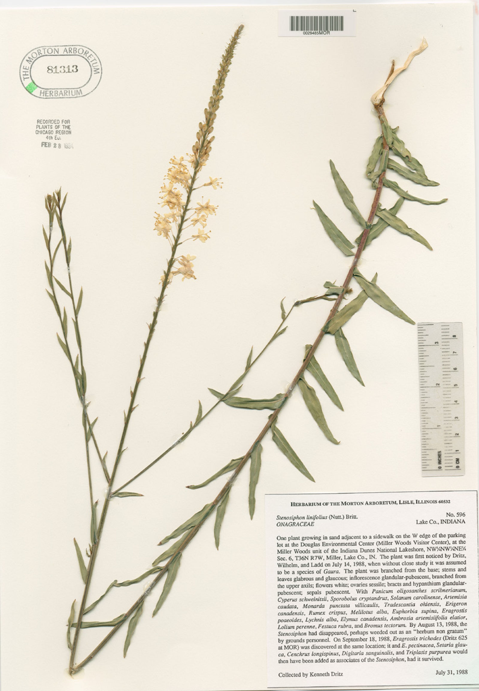 Stenosiphon linifolius image