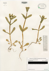 Valerianella chenopodiifolia image