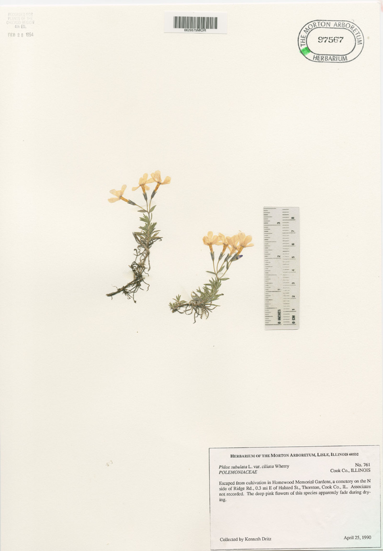 Phlox mollis image