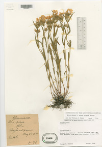 Phlox pilosa subsp. fulgida image