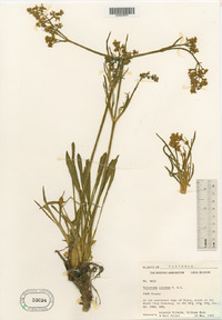 Valeriana edulis var. ciliata image