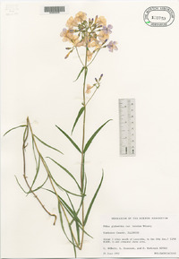 Phlox glaberrima image