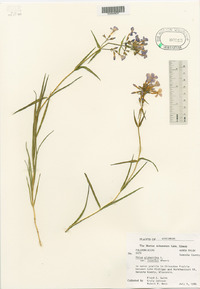 Phlox glaberrima image