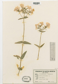 Phlox divaricata image