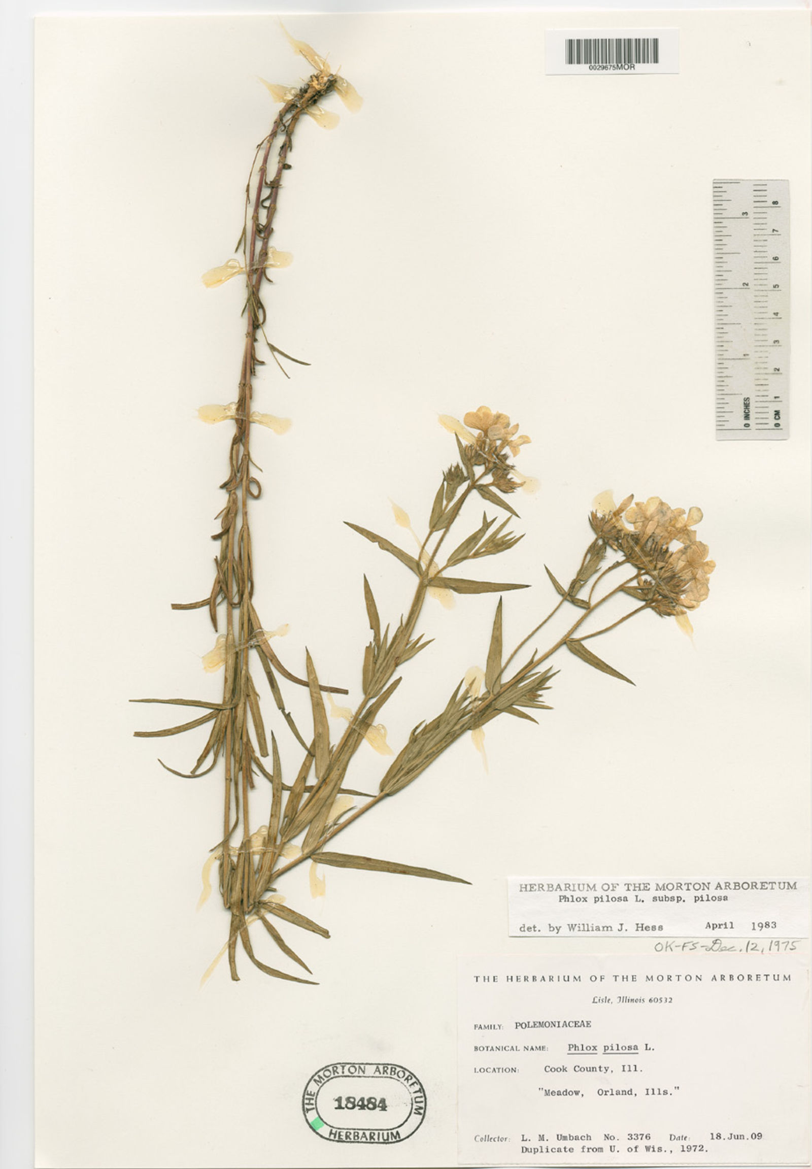 Phlox pilosa subsp. pilosa image