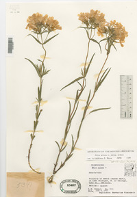 Phlox pilosa subsp. pilosa image