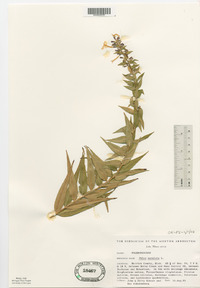 Phlox maculata image